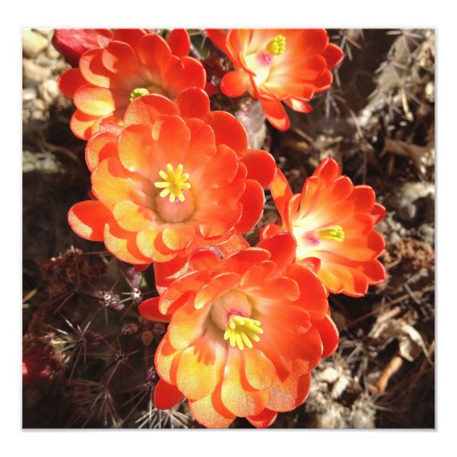 Orange Hedgehog Cactus Flowers photo print (Front)