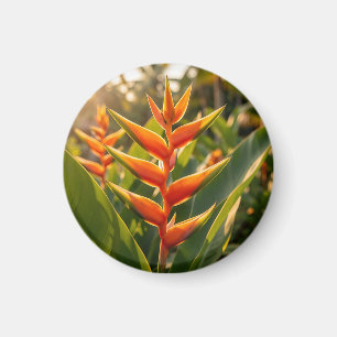 Orange Heliconia Tropical Flower Golden Hour  Magnet
