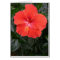 Orange Hibiscus Flower