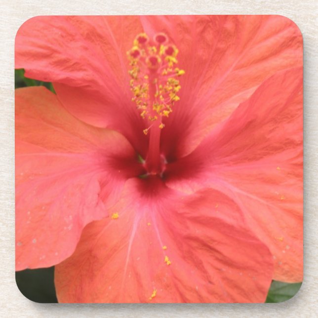 Orange Hibiscus Flower Macro Cork Coaster (Front)