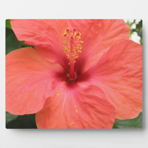 Orange Hibiscus Flower Macro Plaque