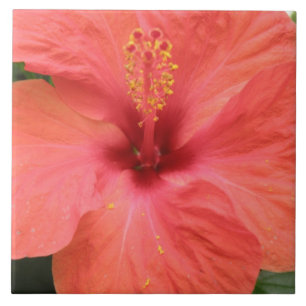 Orange Hibiscus Flower Macro Tile