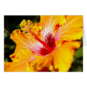 Orange Hibiscus Flower Side View