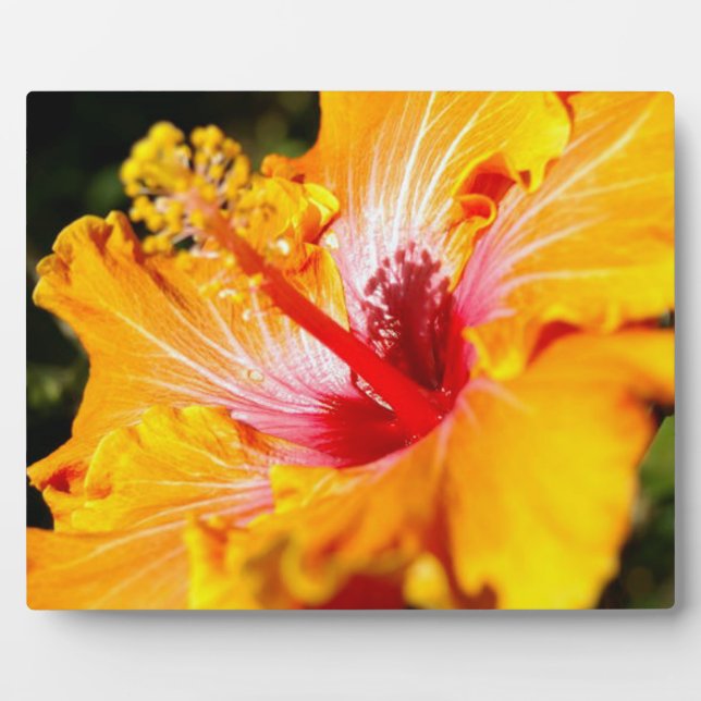 Orange Hibiscus Flower Side View Plaque (Front)