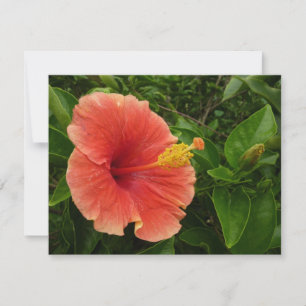 Orange Hibiscus Flower Tropical Floral
