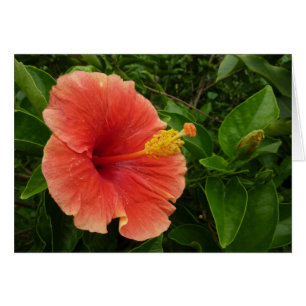 Orange Hibiscus Flower Tropical Floral