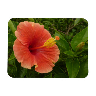 Orange Hibiscus Flower Tropical Floral Magnet