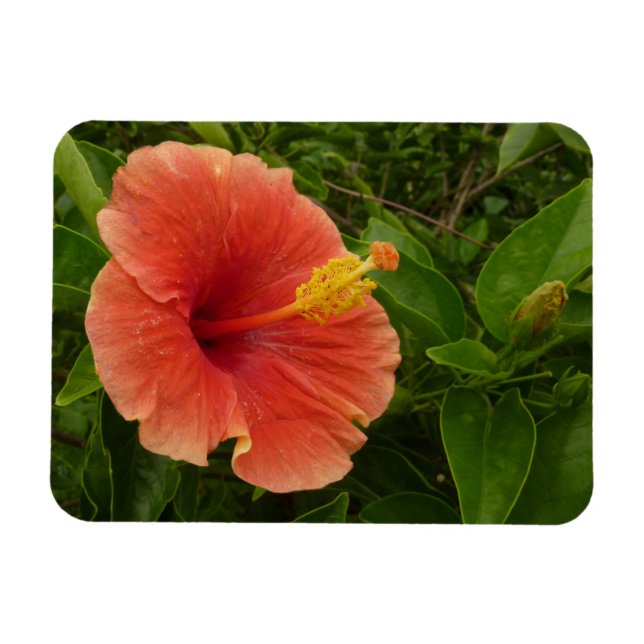 Orange Hibiscus Flower Tropical Floral Magnet (Horizontal)