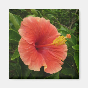 Orange Hibiscus Flower Tropical Floral Magnet