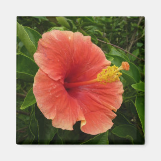 Orange Hibiscus Flower Tropical Floral Magnet