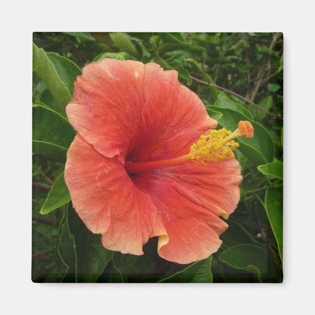 Orange Hibiscus Flower Tropical Floral Magnet (Front)