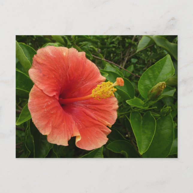 Orange Hibiscus Flower Tropical Floral Postcard (Front)