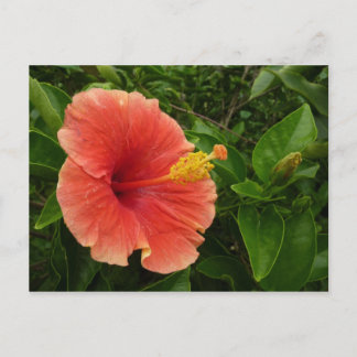 Orange Hibiscus Flower Tropical Floral Postcard