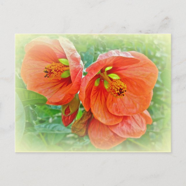 Orange Hibiscus Flowers Postcard (Front)