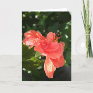 Orange Hibiscus Greeting Card