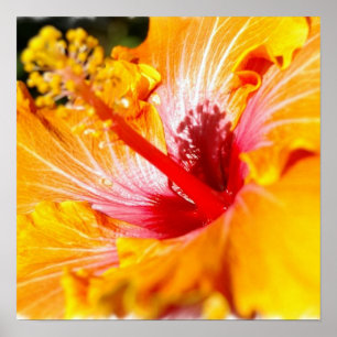 Orange Hibiscus Poster