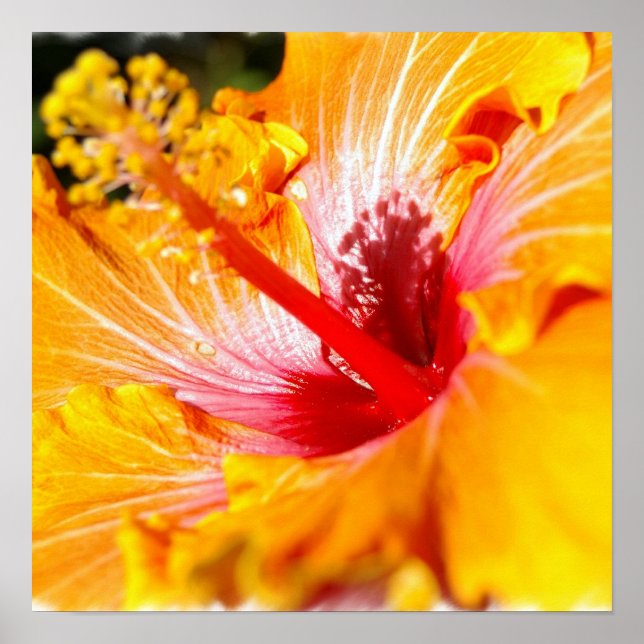 Orange Hibiscus Poster (Front)