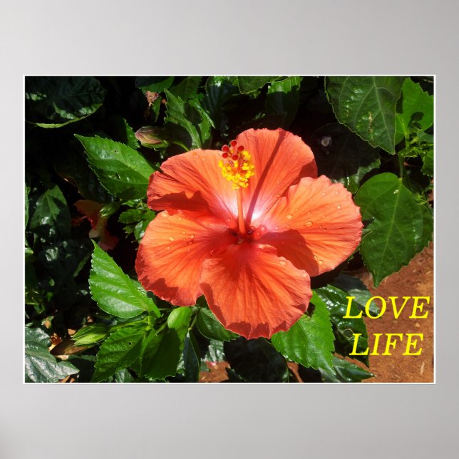 Orange Hibiscus Poster (Front)