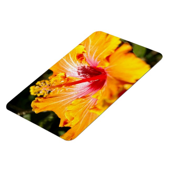 Orange Hibiscus Side View Magnet (Left Side)