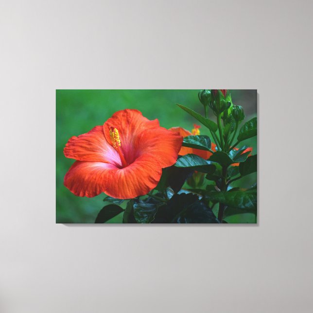 Orange Hibiscus Stretched Canvas Print (Front)