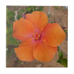 Orange Hibiscus tile