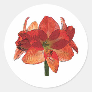 Orange Hippeastrum Amaryllis Classic Round Sticker