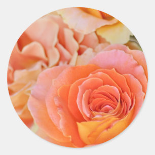 Orange hybrid tea rose classic round sticker
