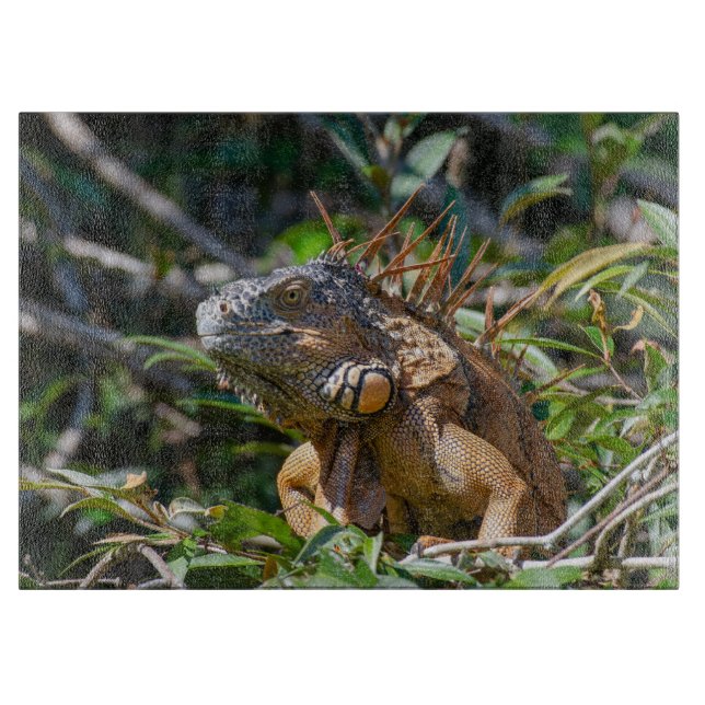 Orange Iguana, Wildlife Lizard Photography Cutting Board (Front)