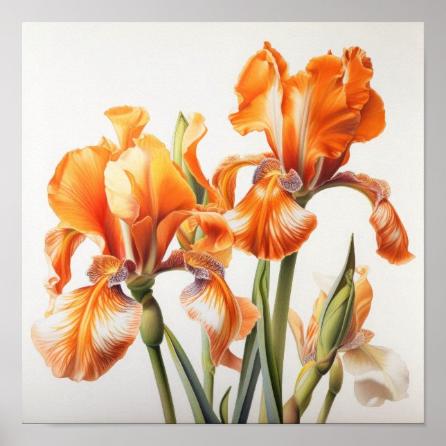 Orange Irises Flower Art Print Poster (Front)