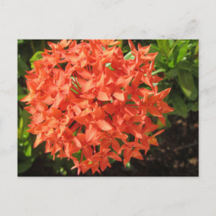 Orange Ixora Flower Postcard