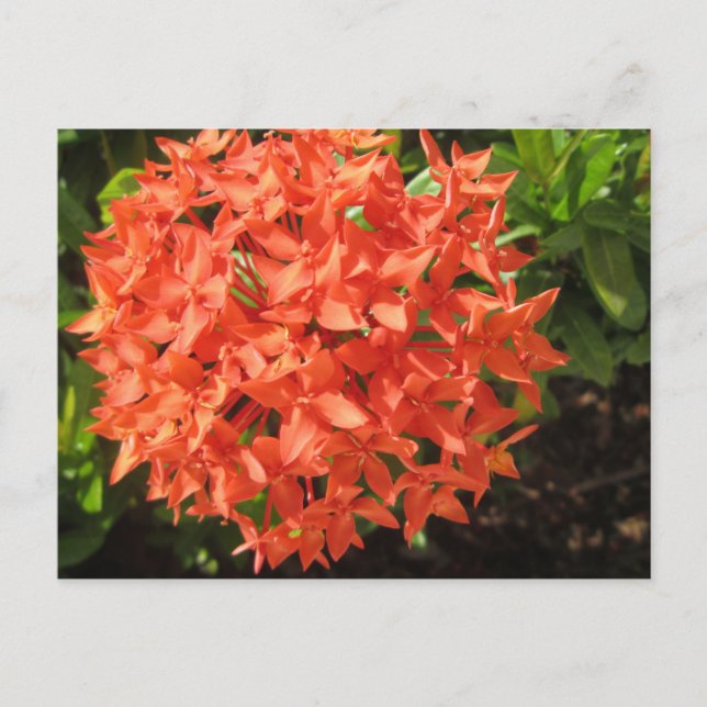 Orange Ixora Flower Postcard (Front)