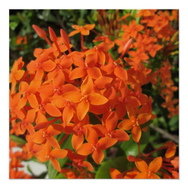 Orange Ixora Plant Poster (Front)