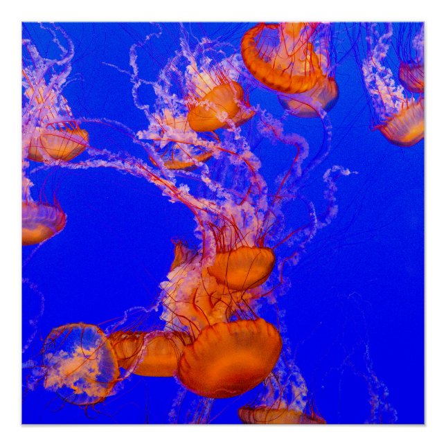 Orange Jellyfish Glossy Poster | Blue Ocean Art (Front)