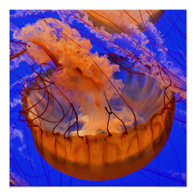 Orange Jellyfish Glossy Poster | Ocean Wall Art (Front)