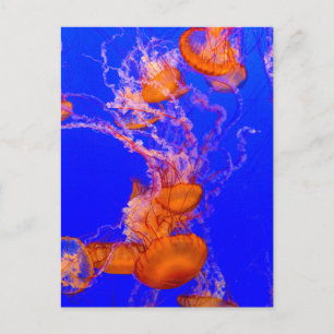 Orange Jellyfish Postcard Blue Sea Life Art
