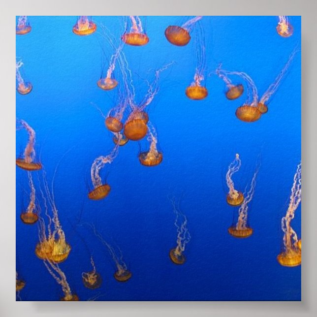 Orange Jellyfish Poster (Front)
