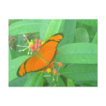 Orange Julia Tropical Butterfly