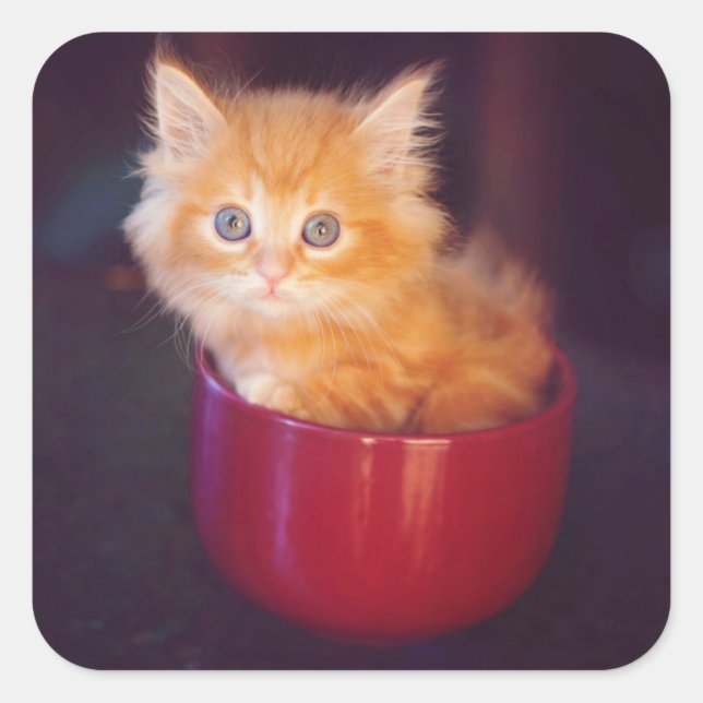 Orange Kitten In A Red Mug Square Sticker (Front)
