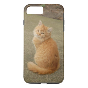 Orange Kitten Photo Case-Mate iPhone Case