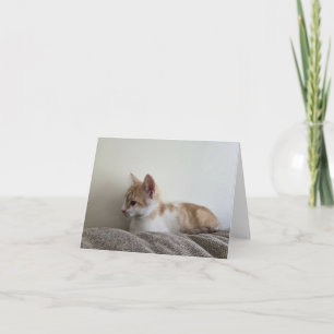 Orange kitten thank you card