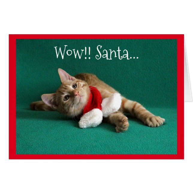 Orange Kitten Wearing Christmas Scarf (Front Horizontal)