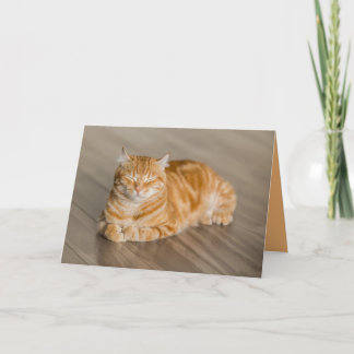 Orange Kitty Cat Cute Customisable Card