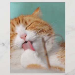 Orange Kitty Licks