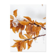 Orange Leafs in Winter