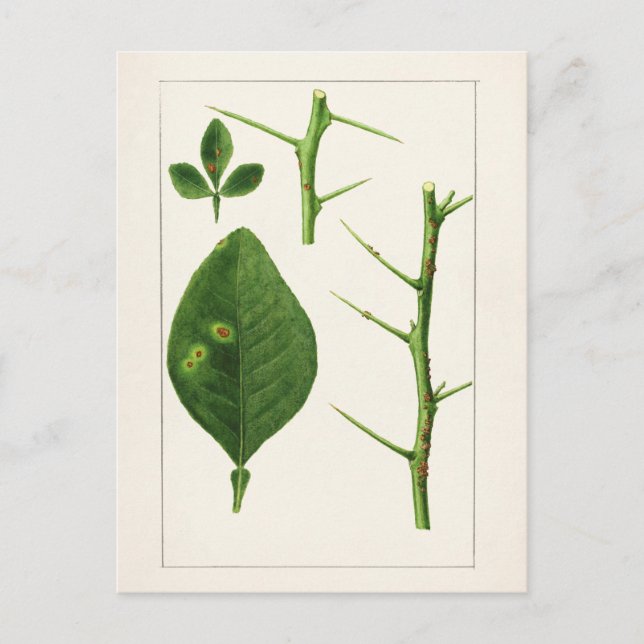 Orange Leaves (Poncirus Trifoliata) Painting Postcard (Front)