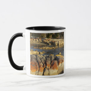 Orange Lichen on Rocks, Binalong Bay, Bay of Mug