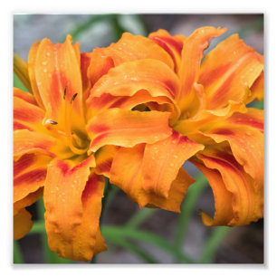Orange Lilies Photo Print