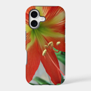 orange lily