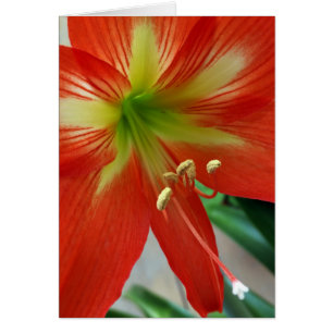 orange lily