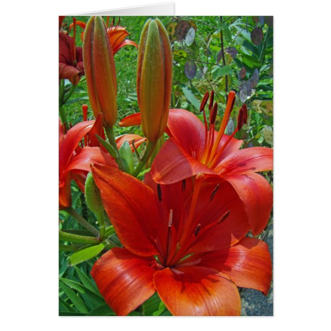 Orange Lily Blossoms (Front)